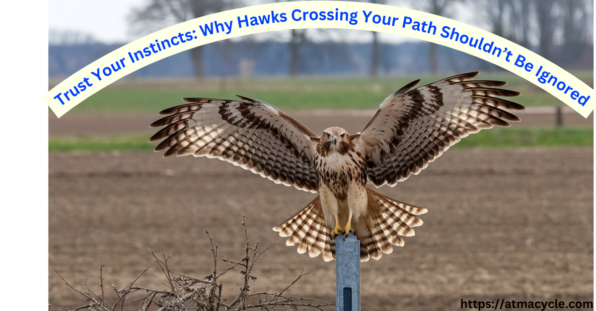 Trust Your Instincts: Why Hawks Crossing Your Path Shouldn’t Be Ignored