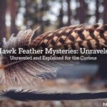 Hawk Feather Mysteries: Unraveled and Explained for the Curious